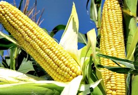 Instituto realiza evento que destaca o aumento da produção de milho no sertão de AL