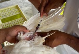 Adeal inicia sorologia da influenza aviária em granjas de Alagoas