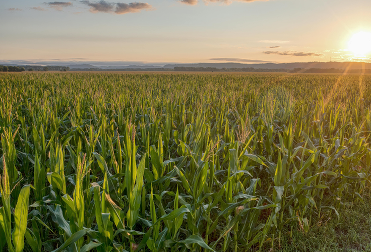 PIB da agropecuária cresce 11,7% e impulsiona resultado da economia em 2025