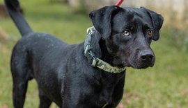 Equipe veterinária do Gabinete da Causa Animal alerta população sobre a leptospirose canina