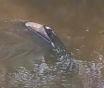 Veículo cai e fica submerso em rio após capotamento na AL-101/Norte