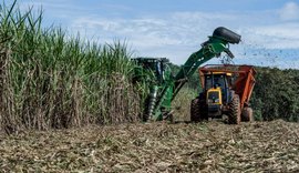 Alagoas supera crise na produção de cana-de-açúcar e pode ter safra de 18,8 milhões de toneladas