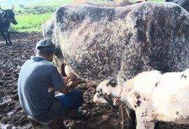 Em Arapiraca, melhoramento genético eleva em 40% a produtividade de leite