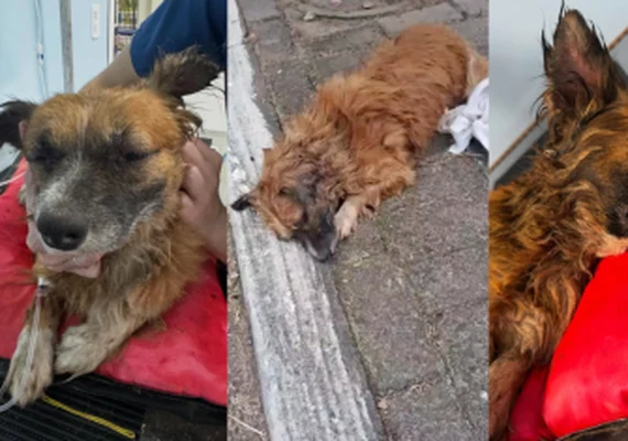 Cachorro é enterrado vivo no RS com bloco de concreto e não resiste