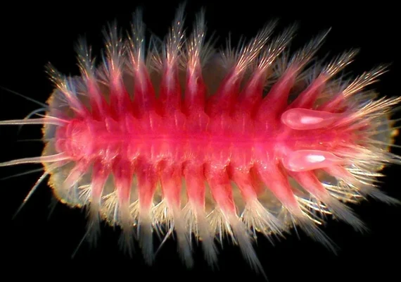 Conheça as estranhas criaturas que devoram baleias no fundo do mar