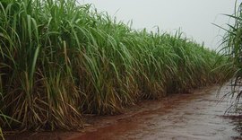 Zona canavieira registrou mais de 957 mm de chuva de janeiro a maio deste ano