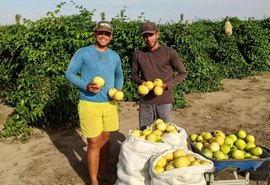 Fruticultura impulsiona renda e exportações no Agreste de Alagoas com abacaxi e maracujá
