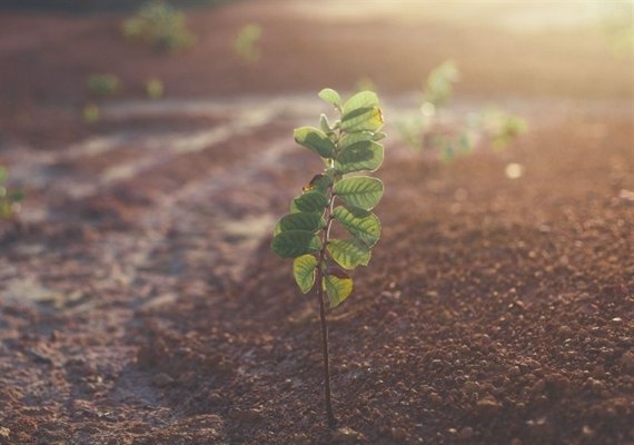 Agricultura de processos e microbiologia do solo ganham destaque