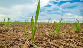 Fornecedores iniciam plantio de inverno da cana