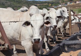 Brasil consolida carne bovina como ativo estratégico e registra recorde histórico de exportações