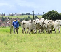 Dia de Campo vai apresentar gado Brahman RB Agropecuária
