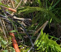 Gato com Batata: operação encontra irregularidades na rede elétrica de uma fazenda no interior de AL
