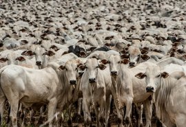 Alagoas tem o 20º rebanho do país