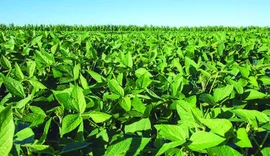 IBGE divulga agenda da semana com reunião do Censo Agro em Alagoas