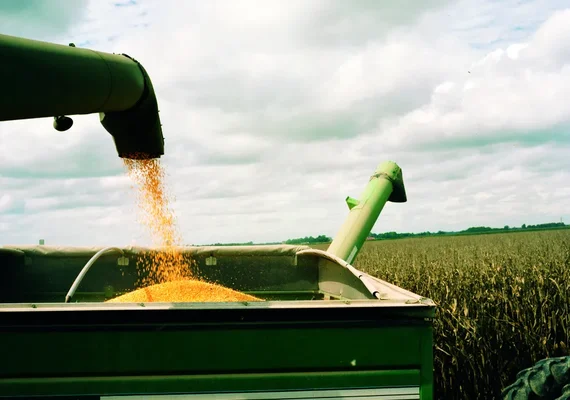 Preço do milho reage no final da colheita no Brasil