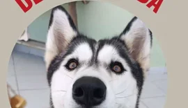 Família busca por cadela Kira desaparecida nas imediações do bairro Boa Vista