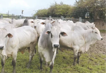 Agrofeira IBC coloca 75 animais da seleção Nelore no mercado e aposta em momento de valorização da pecuária