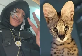 Conheça a raça de gato do rapper Oruam que pode custar até R$ 120 mil