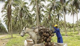 Projeto da Embrapa auxilia no melhoramento da produção de coco