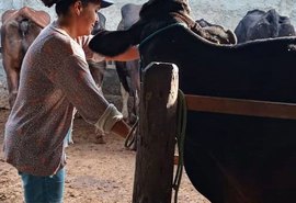 Agricultura familiar ajuda a aumentar produção leiteira no Nordeste
