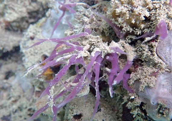 Pesquisador da Ufal identifica 5 novas espécies de esponjas marinhas