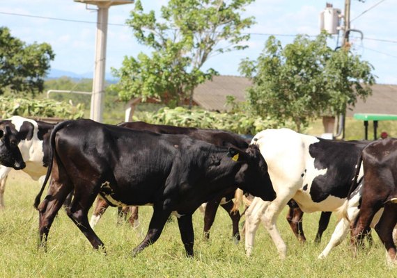 Criadores alagoanos ofertam gado em 3º Genética Paulo Amaral