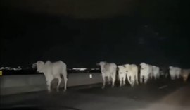 Motoristas são surpreendidos por bois soltos na AL-220, em Arapiraca