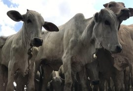 Adeal inicia primeira etapa da campanha de Atualização Cadastral de Rebanhos