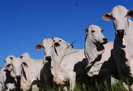 Cooperativa aponta crescimento do mercado de carnes nobres no Brasil