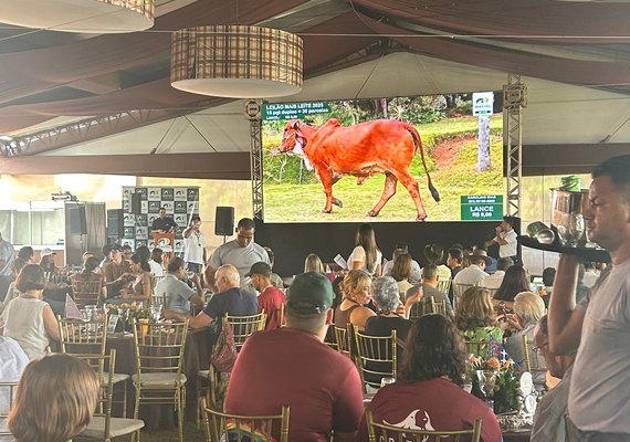 Leilão Mais Leite valoriza genética gir e girolando e faz média animal de quase R$17mil