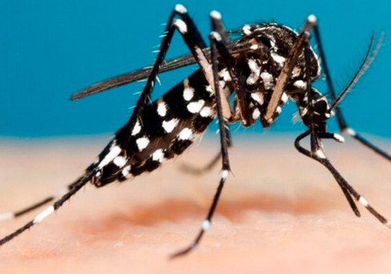Bauru registra 6 mil casos de dengue em 2019