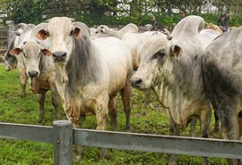 Agro Feira IBC será momento para investir na pecuária de corte