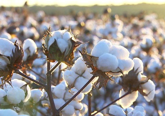 Brasil está reduzindo área de plantio de algodão