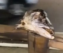 Vídeo: Cabeças de peixes são espalhadas em ciclovia da Av. Fernandes Lima