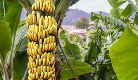 Famílias são beneficiadas pelo Programa Alagoas Maior e diversificam produção agroecológica