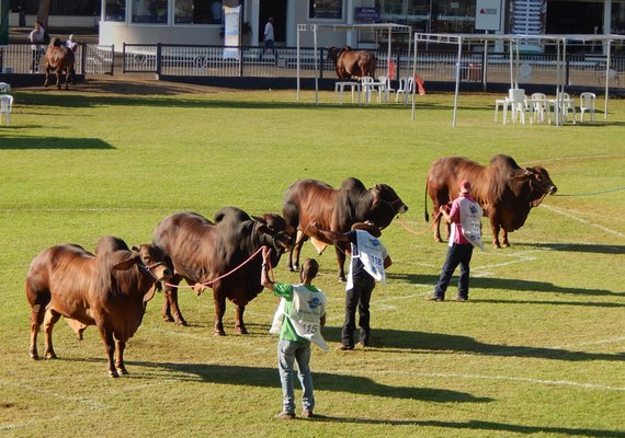 Raça Sindi retorna à Expoagro-AL em 2023 e terá julgamento inédito