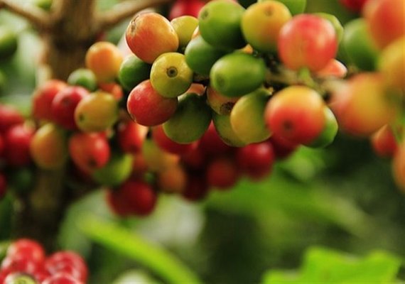 Escassez e alta demanda disparam preços do café no Brasil