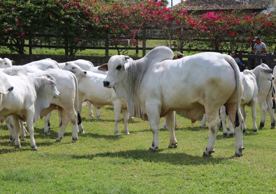 Alto padrão genético do rebanho alagoano é vitrine para a Expoagro-AL