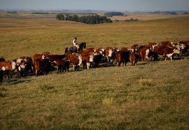 Vacinação contra febre aftosa é prorrogada até 17 de dezembro