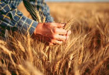 Crise global pressiona custos do trigo e acende alerta no Brasil