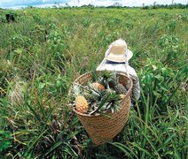 Produtores rurais já podem fazer o Ato Declaratório Ambiental para o Ibama; confira