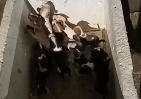 Onze filhotes de cachorro são abandonados no Pinheiro, em Maceió; autor do crime foi detido