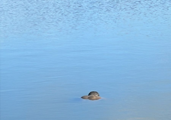 Vídeo: corpo de homem é encontrado no Lago da Perucaba, em Arapiraca
