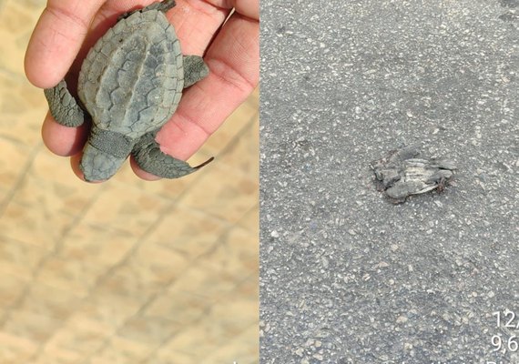 Filhotes de tartaruga são atropelados em Maceió; biólogo alerta para cuidados