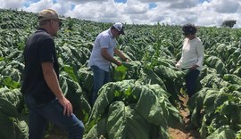 AL realiza trabalho de campo para manutenção da área livre de Mofo Azul do Tabaco