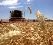 Preços do trigo caem pelo terceiro mês consecutivo no Brasil