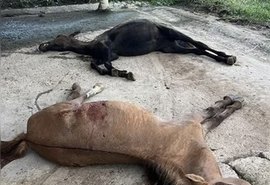 Caso Nutratta: novo laudo relaciona morte de cavalos à toxina em ração