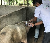Campanha de vacinação contra Peste Suína Clássica é iniciada em Alagoas