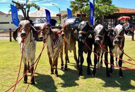 Animais do Leilão Genética de Berço já se encontram no Parque da Pecuária