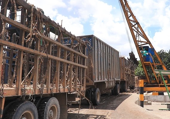 Usinas já beneficiaram 11,6 mi de toneladas de cana